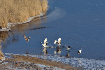 オジロワシを追い払うタンチョウの家族（北海道・標茶町）

