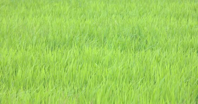 スローモーション - 風に揺れる草原の草 田んぼ