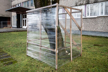 A polyethylene film and wooden fence in the shape of a square has been created around the growing...