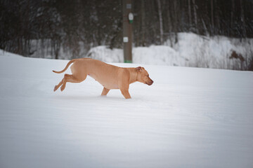 A beautiful thoroughbred Pit Bull Terrier runs across a snow-covered field.