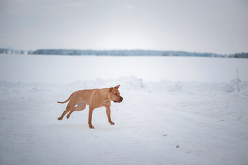 A beautiful thoroughbred Pit Bull Terrier runs across a snow-covered field.