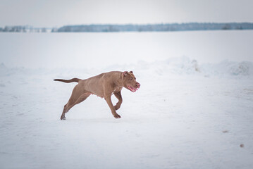 A beautiful thoroughbred Pit Bull Terrier runs across a snow-covered field.