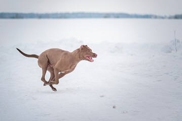 A beautiful thoroughbred Pit Bull Terrier runs across a snow-covered field.