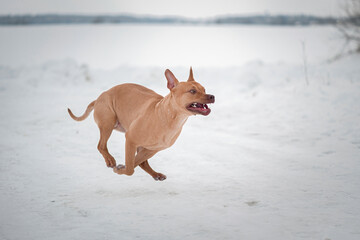 A beautiful thoroughbred Pit Bull Terrier runs across a snow-covered field.