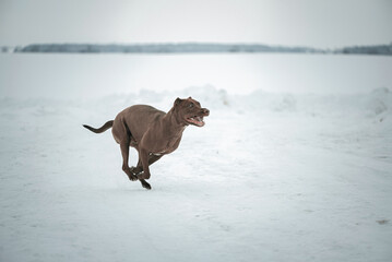 A beautiful thoroughbred Pit Bull Terrier runs across a snow-covered field.