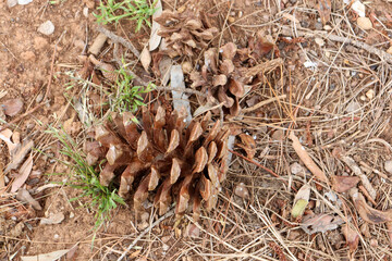 close up of a pine cone
