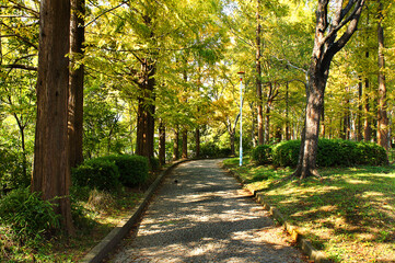 Fototapeta premium 街路樹