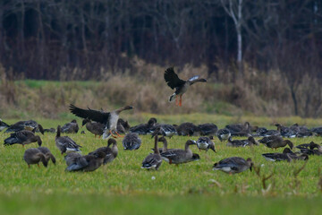 十勝平野のヒシクイ