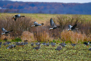 十勝平野のヒシクイの群れ