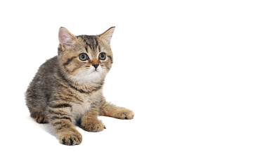 A gray striped purebred kitten lies on a white isolated background