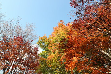 晴れた秋の日の紅葉