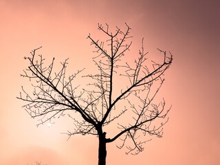 bare branches on coral pink background