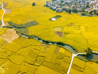 Aerial view of the yellow rice field, river and village house in Binyang County, Guangxi, China.