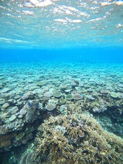 沖縄の水中、サンゴ