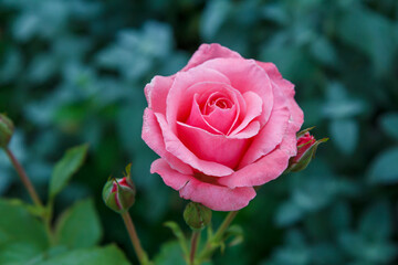 Bud of pink rose with blurred green leaves on background.