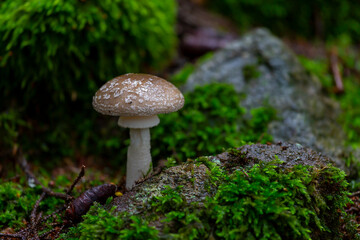 Konradii Macrolepiota tasty edible mushroom in the forest, autumn season