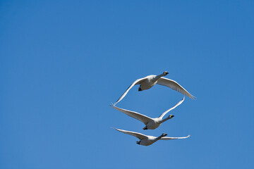 青空を飛ぶ３羽の白鳥