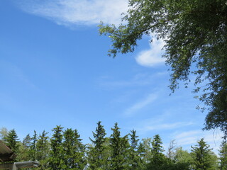 weiß-blauer Himmel über den Bäumen