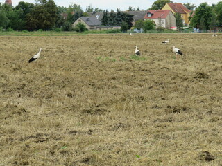 Störche auf einem Feld in Sachsen-Anhalt