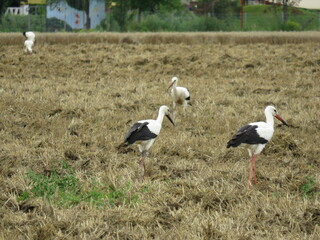 Störche auf einem Feld in Sachsen-Anhalt