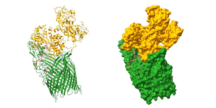 Structure of transferrin binding protein A (green) from Neisseria meningitidis complexed with full length human transferrin (orange). 3D cartoon and Gaussian surface models, PDB 3v8x, white background