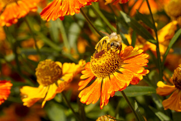  Beautiful yellow-red garden flowers of autumn helenium with honey bee collecting nectar.