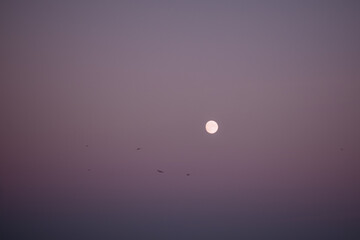 full moon in the evening sky. birds on the background of the full moon. eclipse of the moon on a colored sky