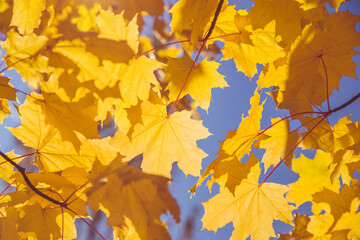Autumn background-yellow maple leaves in the city Park
