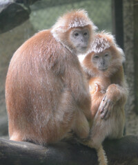 Presbytis rubicunda, Red leaf monkeys, The maroon langur, maroon leaf monkey, is a member of the family Cercopithecidae. It is found on the southeast Asian island of Borneo.