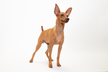 若いミニチュアピンシャーのスタジオ写真