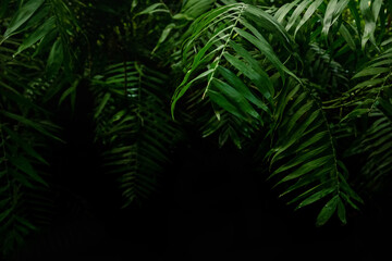 Fototapeta na wymiar Green palm leaves tropical dark background