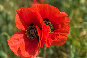 red poppies close-up in a field in summer