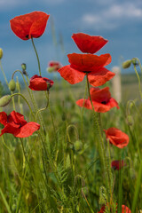 red poppies in a field among green grass