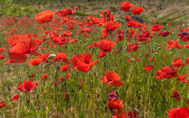 Red poppy flowers in the oil seed rape fields