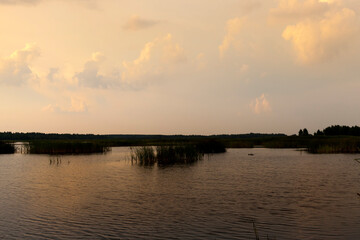 lake with plants during sunset, reflection in the lake