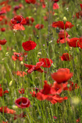 red poppies among the green grass in the summer