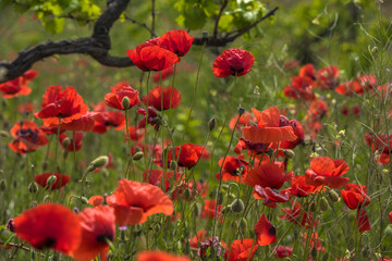 Fototapeta premium red poppies among the green grass in the summer