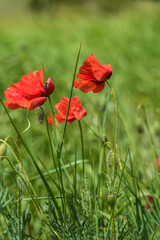 red poppies among the green grass in the summer