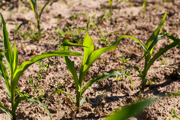green young corn on an agricultural field in the spring season