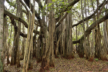 big banyan treen