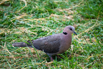 african pigeon feeding on the grass