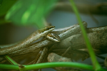 Vine snake in the tree branches
