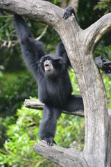 The siamang, Symphalangus syndactylus is an arboreal, black furred gibbon native to the forests of Indonesia.  The siamang starts its day by calling with throat sac inflated  in the early morning 