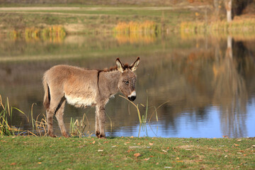 Naklejka premium Donkey grazes on a green lawn by the lake