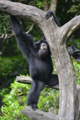 The siamang, Symphalangus syndactylus is an arboreal, black furred gibbon native to the forests of Indonesia.  The siamang starts its day by calling with throat sac inflated  in the early morning 