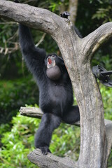The siamang, Symphalangus syndactylus is an arboreal, black furred gibbon native to the forests of Indonesia.  The siamang starts its day by calling with throat sac inflated  in the early morning 