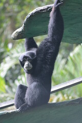The siamang, Symphalangus syndactylus is an arboreal, black furred gibbon native to the forests of Indonesia.  The siamang starts its day by calling with throat sac inflated  in the early morning 