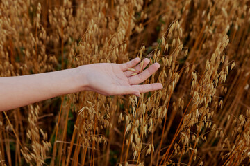 female hand Spikelets of wheat sun nature agriculture Fresh air unaltered