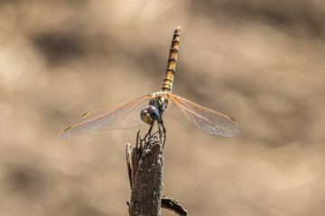 dragonfly on a twig