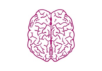 human brain  illustration (no text)